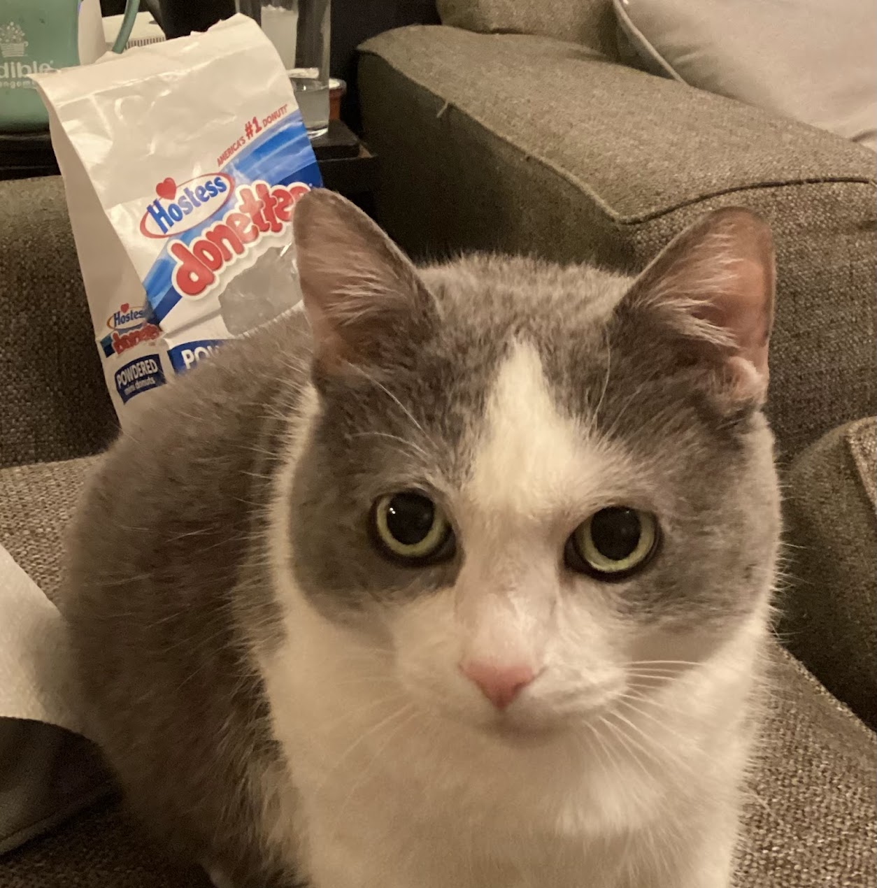 Photo of Atia the cat